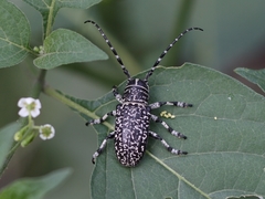 Penthea vermicularia