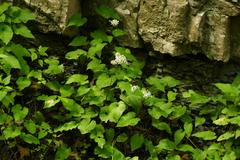 Eurybia schreberi