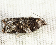 Acleris variana