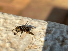Protonectarina sylveirae