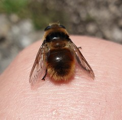 Cephenemyia