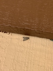 Carphoides incopriarius