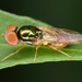 Microchrysa flaviventris - Photo (c) skitterbug, algunos derechos reservados (CC BY), uploaded by skitterbug