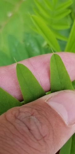 common milkpea
