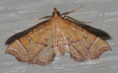 Musotima ochropteralis