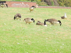 Branta canadensis