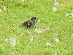 Sturnus vulgaris