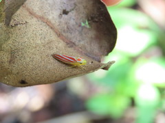 Graphocephala idonea