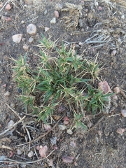 Munroa squarrosa