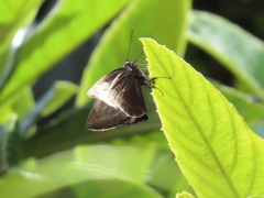 Achlyodini