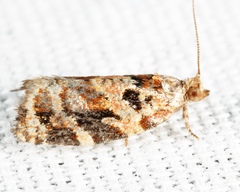 Argyrotaenia tabulana