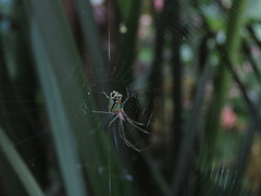 Leucauge argyrobapta