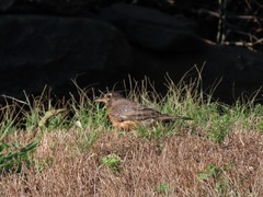 Turdus migratorius migratorius