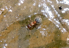 Meranoplus bicolor
