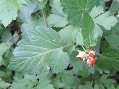 Rubus crataegifolius