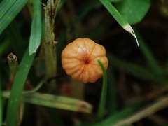 Marasmius curreyi