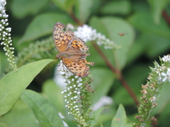 Argynnis vorax