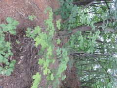 Rhododendron schlippenbachii