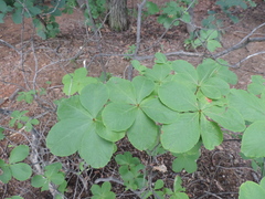Rhododendron schlippenbachii