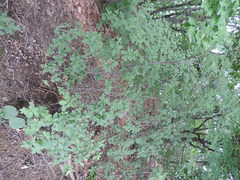 Rhododendron schlippenbachii