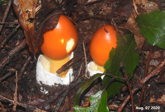 Amanita hemibapha