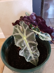 Alocasia amazonica