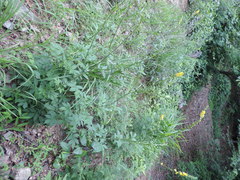 Agrimonia pilosa japonica