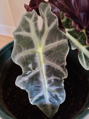Alocasia amazonica