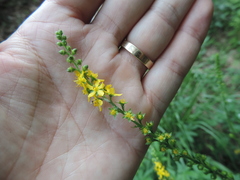 Agrimonia pilosa japonica