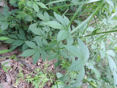 Agrimonia pilosa japonica