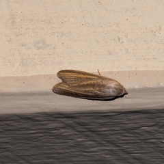 Prionopterina grammatistis