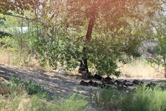 Anser anser domesticus