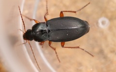 Calathus erratus