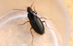 Calathus erratus