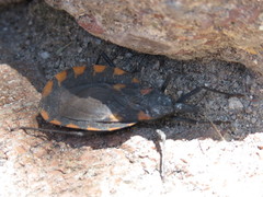 Triatoma longipennis