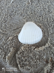 Anadara brasiliana