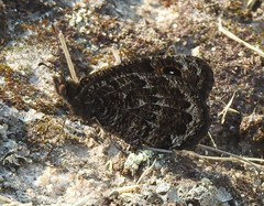 Satyrus actaea