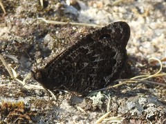 Satyrus actaea