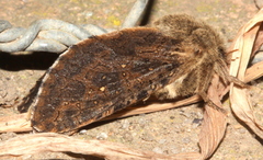 Oncopera rufobrunnea