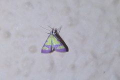 Choristostigma roseopennalis