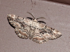 Phaeoura mexicanaria