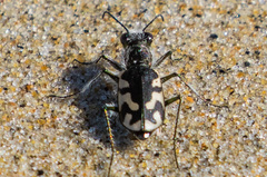 Cicindela latesignata