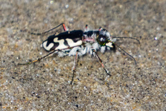 Cicindela latesignata