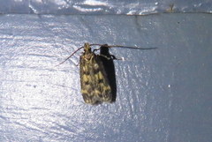 Martyringa latipennis