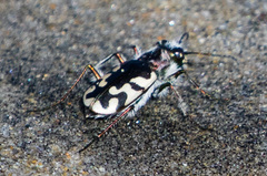 Cicindela latesignata