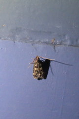 Martyringa latipennis