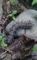 Hemileuca maia