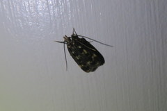 Martyringa latipennis