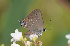 Satyrium edwardsii