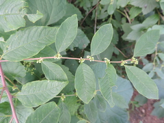 Flueggea suffruticosa